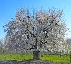 Bei einem jungen, erst zwei jahre alten baum empfehlen wir hingegen einen schnitt im frühling, parallel zum austriebsbeginn. Alte Kirschbaume Erhalten So Verjungen Sie Sie