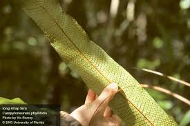 Image result for Campylospermum hiernii