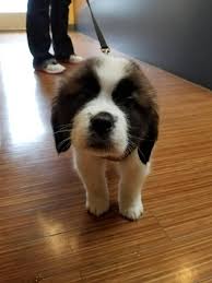 Franklin Animals Dogs Pictures