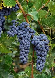 Image result for Medium Cabernet 1990 Tracer