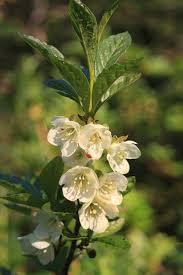 Image result for Aframomum albiflorum