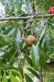 Image result for Symphonia globulifera