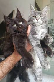 Pin On Maine Coon