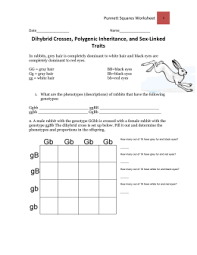 Experiment 2 a dihybrid cross plete the punnett square for a from dihybrid cross worksheet answer key, source:coursehero.com. Genetics Dihybrid Cross Quiz Answers Biology Games Virtual Labs