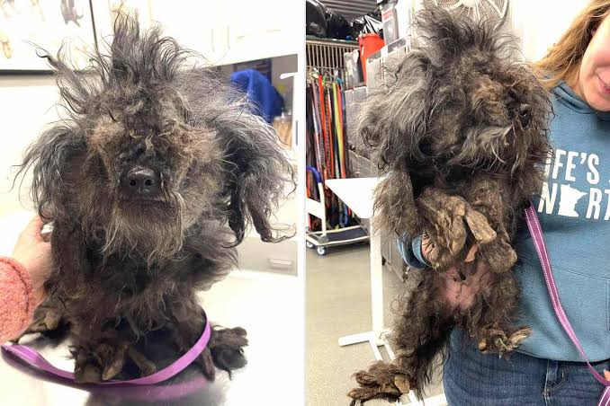 Severely Matted Dog Gets Rid of a Pound of Fur During Her Rescue Makeover  (Exclusive)