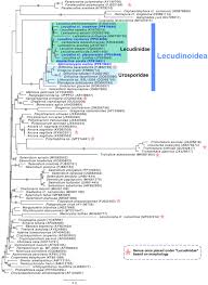 Image result for Lankesteria