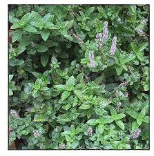 Image result for Platostoma