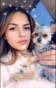 Lost Yorkie near Pine Hill Rd, Randolph NY