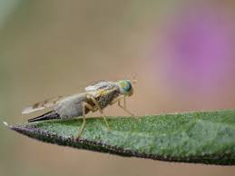 Image result for Trichopteryx elegantula