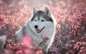 Wallpaper Field Language Summer Look Light Flowers Nature Grey Glade Portrait Dog Cute Puppy Pink Face Husky Images For Desktop Section Sobaki Download