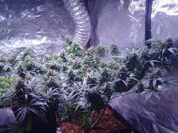 Maybe you would like to learn more about one of these? Northern Light Automatic Von Royal Queen Seeds Cannabis Sorten Infos