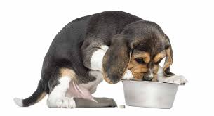 feeding a beagle puppy whats best for your new best friend