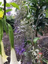 Image result for Petrea volubilis
