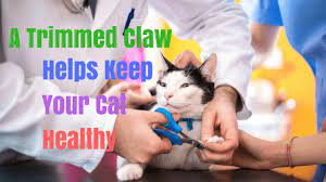 Using the right pair of cat nail clippers is crucial if you want the experience to go down well with your cat. The Best Cat Nail Clippers And The Benefits Of Using It Cat Overdose