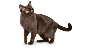 We started breeding burmese cats in 2009. Bombay Cat Breed Profile Petfinder