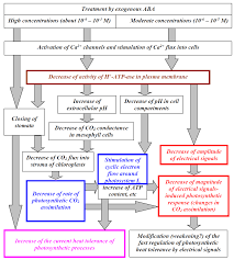 1) svan3, which is a transcriptional coactivator involved in cell proliferation during leaf , plant organ size control: Biology Free Full Text Exogenous Abscisic Acid Can Influence Photosynthetic Processes In Peas Through A Decrease In Activity Of H Atp Ase In The Plasma Membrane Html
