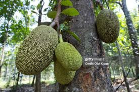 Image result for Artocarpus heterophyllus