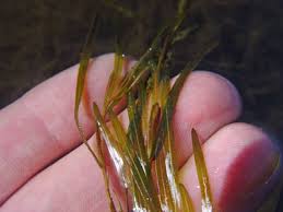Image result for Potamogeton richardii