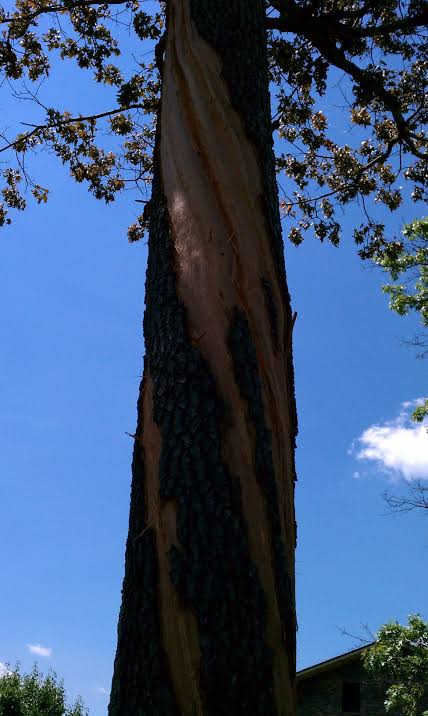 Tree at work was struck by lightning. It blew the bark off in spirals from top to bottom. : r/pics