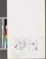 Image result for Dicranolepis