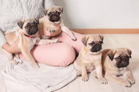 Maybe you would like to learn more about one of these? Best Pug Breeders 2021 10 Places To Find Pug Puppies For Sale