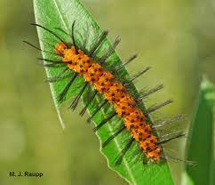 I love caterpillar season here. Doubling Down On Defense The Polka Dot Wasp Moth I Syntomeida Epilais I Bug Of The Week