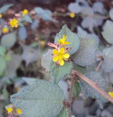 Image result for Triumfetta digitata