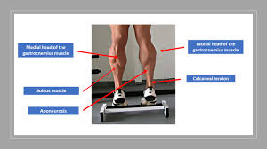 Some anatomy professionals consider the gastrocnemius and soleus to function as a single unit, and they are often called the triceps surae muscle group. Gastrocnemius Rupture Article