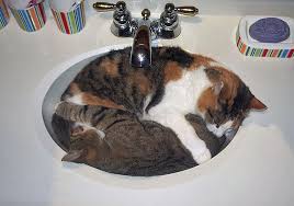 two cats taking nap in sink : catsinsinks