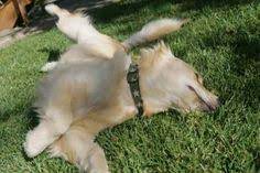 How To Grow Grass With Dogs Around Growing Grass Dog Grass Dog Backyard