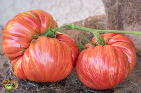 Legendary tomato breeder fred helpel introduced this 1 lb beefsteak. Jazz