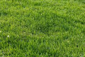 Explore other popular home services near you from over 7 million businesses with over 142 million reviews and opinions from yelpers. Lawn Service Near Me