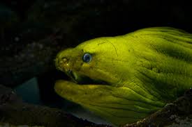 Morays synonyms, morays pronunciation, morays translation, english dictionary definition of morays. Green Moray Eel South Carolina Aquarium