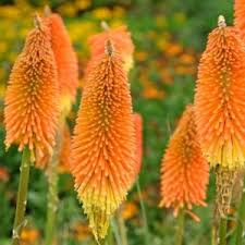 Image result for Stolzia kalkhof-roseae