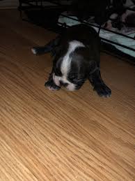 My lucy gave birth to two healthy babies, born on oct 6th. Boston Terrier Puppies For Sale Grand Rapids Mi 291169