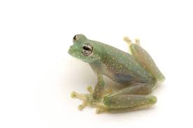 Image result for glass frog