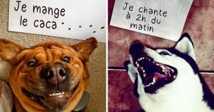 25 Photos Qui Nous Montrent Comment Les Chiens Et Les Chats Espiegles Confessent Leurs Betises Chien Chat Photos De Celebrites Chien