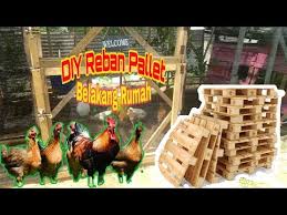Reban Ayam Belakang Rumah Kayu Pallet Youtube