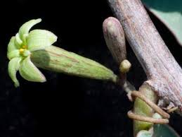 Image result for Adenia repanda