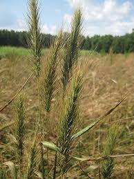 Image result for Vepris rogersii