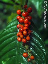 Image result for Psychotria auxopoda