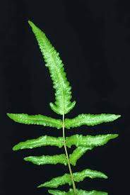 Image result for Ampelopteris