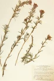 Image result for Orobanchaceae