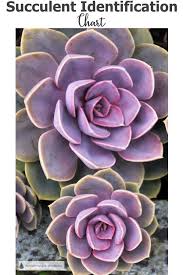 succulent identification chart find your unknown plant here