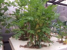 Dari organisme lain pada genom. Hasil Tanaman Ulam Raja Hidroponik Kazz Hidroponik Kl Facebook