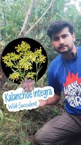 Image result for Azanza lampas