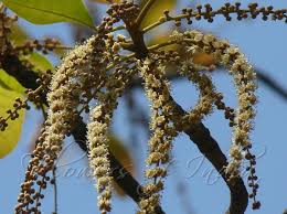 Image result for Terminalia bellirica