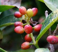 Image result for Antidesma venosum