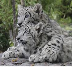 Pin On Big Cats Snow Leopards