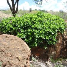 Image result for Ficus ingens